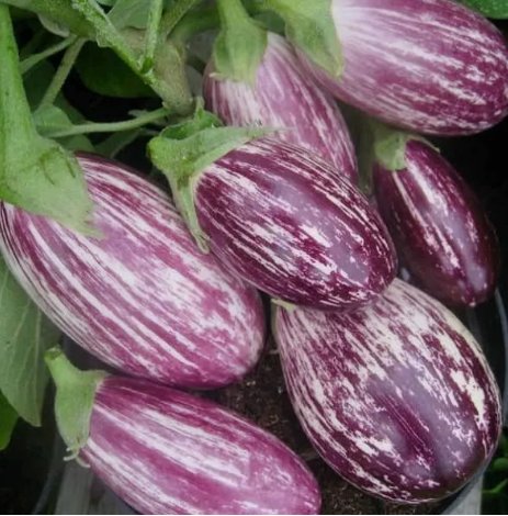 Eggplant Pandora Striped Rose Vegetable Heirloom 50 Seeds for Garden Planting