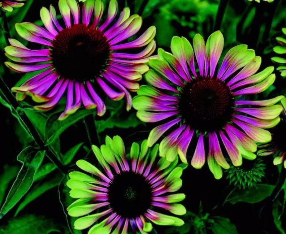 Green Twister Purple Cone Flowers Vegetable Heirloom 20 Seeds for Garden Planting