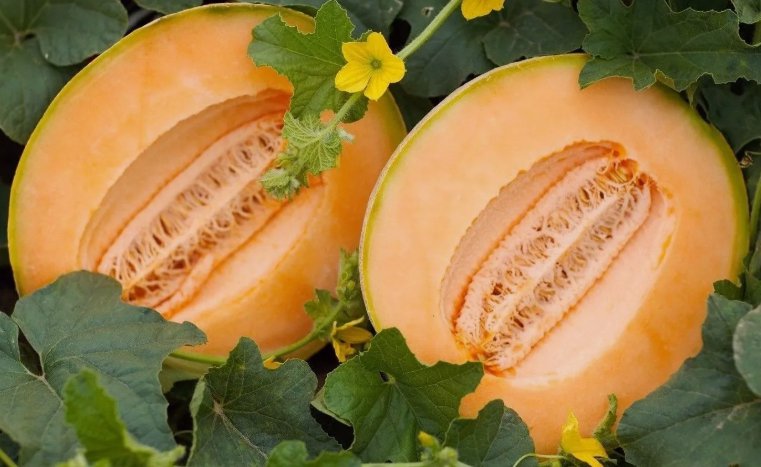 Delicious 51 Melon Cantaloupe Vegetable Heirloom 25 Seeds for Garden Planting