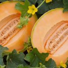 Delicious 51 Melon Cantaloupe Vegetable Heirloom 25 Seeds for Garden Planting