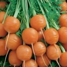 Parisian Carrot Vegetable Heirloom 500 Seeds for Garden Planting