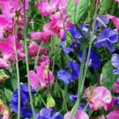 Sweet Pea Royal Mix Flower Vegetable Heirloom 30 Seeds for Garden Planting Sweet Pea Royal Mix Flower Vegetable Heirloom 30 Seeds for Garden Planting