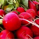 Crimson Giant Radish Vegetable Heirloom 100 Seeds for Garden Planting