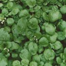 True Watercress Nasturtium officinale Vegetable Heirloom 1000 Seeds for Garden Planting
