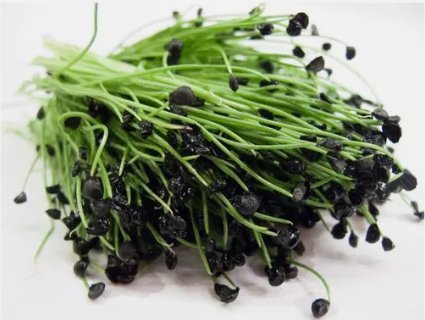 Garlic Chives Non Gmo Vegetable Heirloom 50 Seeds for Garden Planting