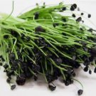 Garlic Chives Non Gmo Vegetable Heirloom 50 Seeds for Garden Planting