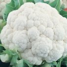 Cauliflower Self Blanching Non Gmo Vegetable Heirloom 400 Seeds for Garden Planting