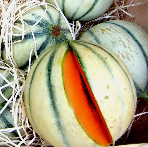 Charentais Melon Fruit&Acirc;&nbsp;Non Gmo Vegetable Heirloom 20 Seeds for Garden Planting
