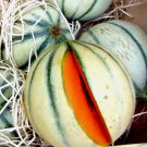 Charentais Melon Fruit Non Gmo Vegetable Heirloom 20 Seeds for Garden Planting