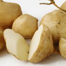 Jicama Mexican Yam Bean Non Gmo Vegetable Heirloom 40 Seeds for Garden Planting