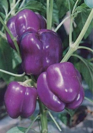 Purple Beauty Bell Pepper&Acirc;&nbsp;Non Gmo Vegetable Heirloom 50 Seeds for Garden Planting