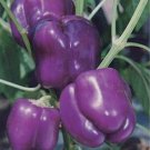 Purple Beauty Bell Pepper Non Gmo Vegetable Heirloom 50 Seeds for Garden Planting
