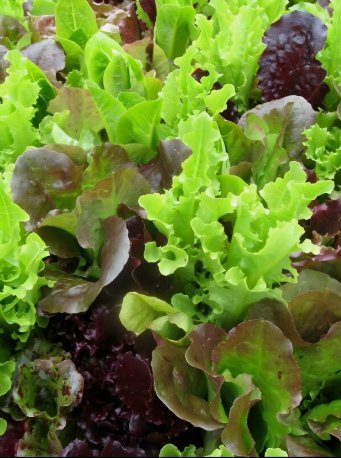 Leaf Lettuce Gourmet Salad Blend Fresh Non Gmo Vegetable Heirloom 800 Seeds for Garden Planting