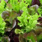 Leaf Lettuce Gourmet Salad Blend Fresh Non Gmo Vegetable Heirloom 800 Seeds for Garden Planting