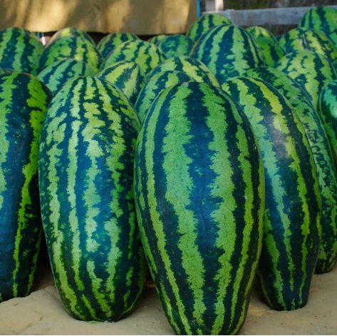 Giant Jubilee Watermelon Non Gmo Vegetable Heirloom 15 Seeds for Garden Planting