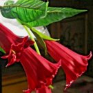 Candy Red Angel Trumpet Flowers Non Gmo Vegetable Heirloom 10 Seeds for Garden Planting