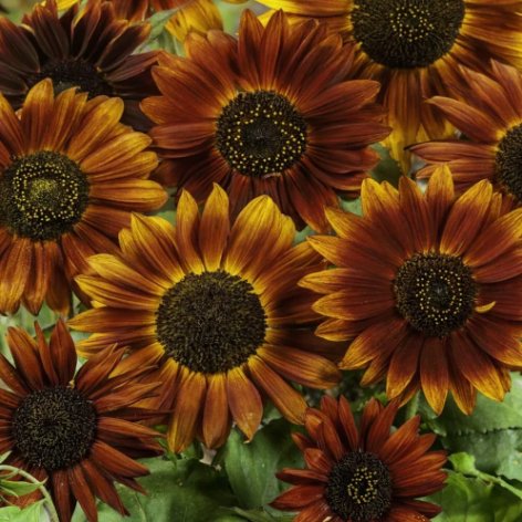 Earthwalker Sunflower Annual Cut Flower Non Gmo Vegetable Heirloom 50 Seeds for Garden Planting