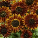 Earthwalker Sunflower Annual Cut Flower Non Gmo Vegetable Heirloom 50 Seeds for Garden Planting