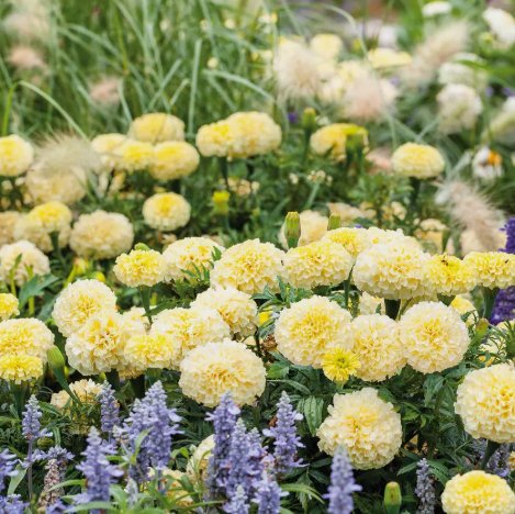 African Marigold Moonlight 18-24" Double Blooms&Acirc;&nbsp;Vegetable Heirloom 50 Seeds for Garden Planting