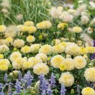 African Marigold Moonlight 18-24" Double Blooms Vegetable Heirloom 50 Seeds for Garden Planting
