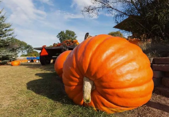 Dill's Atlantic Giant Pumpkin Vegetable Heirloom 10 Seeds for Garden Planting