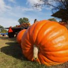 Dill's Atlantic Giant Pumpkin Vegetable Heirloom 10 Seeds for Garden Planting
