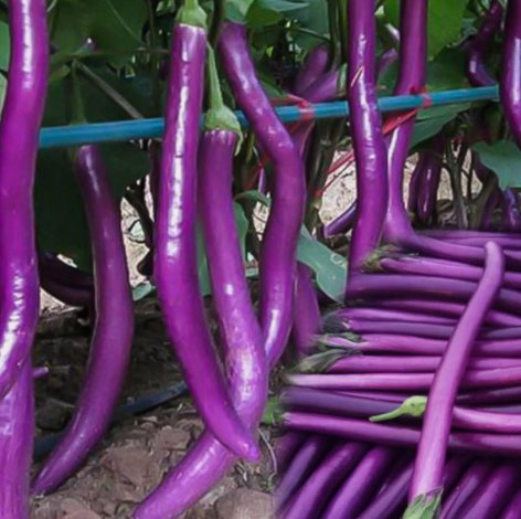 Long Purple Eggplant Vegetable Heirloom 350 Seeds for Garden Planting