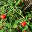 Chiltepin Tepin Chile Pequin Birds Eye Pepper Vegetable Heirloom 25 Seeds for Garden Planting