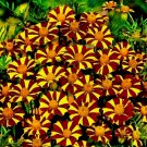French Marigold Court Jester Harlequin Tall Vegetable Heirloom 100 Seeds for Garden Planting