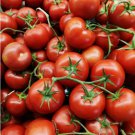 Oregon Spring Tomato Cool Climate Vegetable Heirloom 30 Seeds for Garden Planting