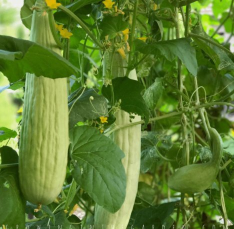Armenian Cucumber Metki Pale White Serpent Vegetable Heirloom 30 Seeds for Garden Planting