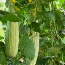 Armenian Cucumber Metki Pale White Serpent Vegetable Heirloom 30 Seeds for Garden Planting