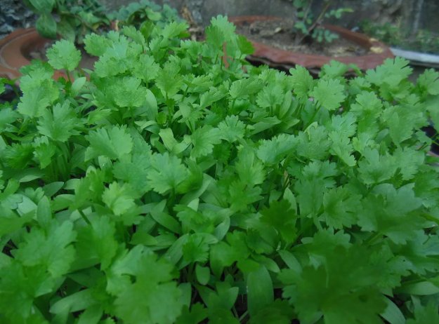 Fresh Cilantro/Coriander Non Gmo Vegetable Heirloom 500 Seeds for Garden Planting