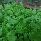 Fresh Cilantro/Coriander Non Gmo Vegetable Heirloom 500 Seeds for Garden Planting