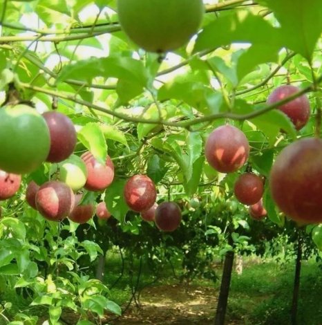 Purple Passion fruit Passiflora edulis Non Gmo Vegetable Heirloom 15 Seeds for Garden Planting