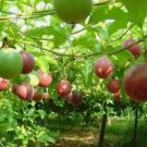Purple Passion fruit Passiflora edulis Non Gmo Vegetable Heirloom 15 Seeds for Garden Planting