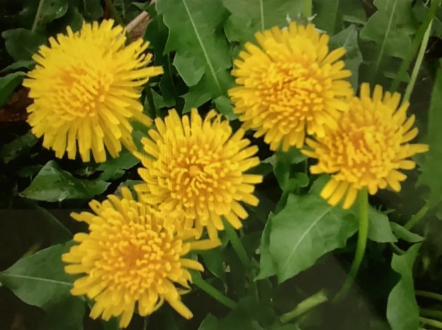 Dandelion Taraxacum Officinale Non Gmo Vegetable Heirloom 2000 Seeds for Garden Planting