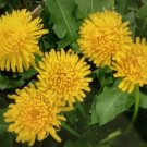 Dandelion Taraxacum Officinale Non Gmo Vegetable Heirloom 2000 Seeds for Garden Planting