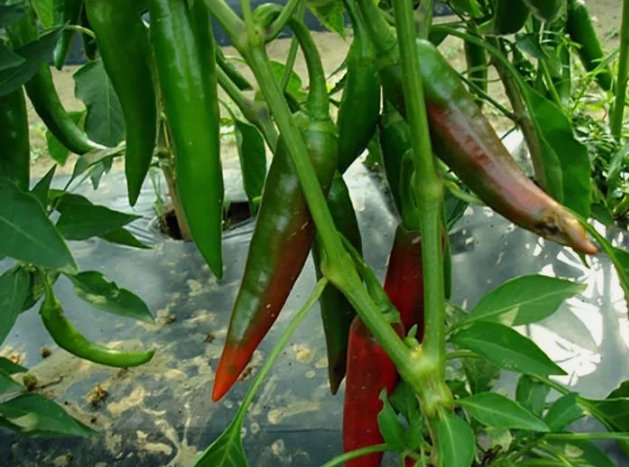Guajillo Chili Pepper Mexican Cuisine Non Gmo Vegetable Heirloom 50 Seeds for Garden Planting