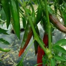 Guajillo Chili Pepper Mexican Cuisine Non Gmo Vegetable Heirloom 50 Seeds for Garden Planting