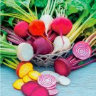 Rainbow Mix Beet 4 Species Detroit Dark Red & Golden Vegetable 30 Seeds for Garden Planting
