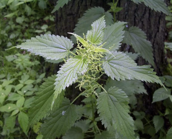 Stinging Nettle Urtica Dioica Vegetable Heirloom 3000 Seeds for Garden Planting