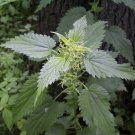 Stinging Nettle Urtica Dioica Vegetable Heirloom 3000 Seeds for Garden Planting