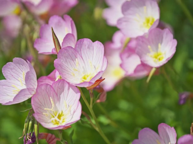 Showy Evening Primrose Pink Ladies Vegetable Heirloom 2000 Seeds for Garden Planting