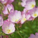 Showy Evening Primrose Pink Ladies Vegetable Heirloom 2000 Seeds for Garden Planting