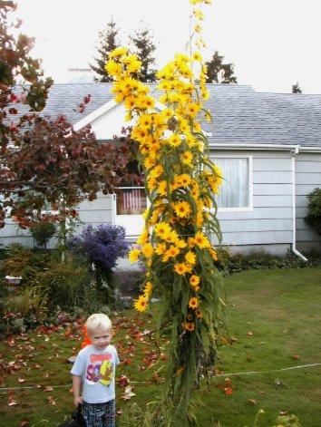 Sunflower Maximilian Perennial Yellow Vegetable Heirloom 115 Seeds for Garden Planting