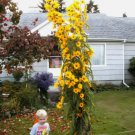 Sunflower Maximilian Perennial Yellow Vegetable Heirloom 115 Seeds for Garden Planting