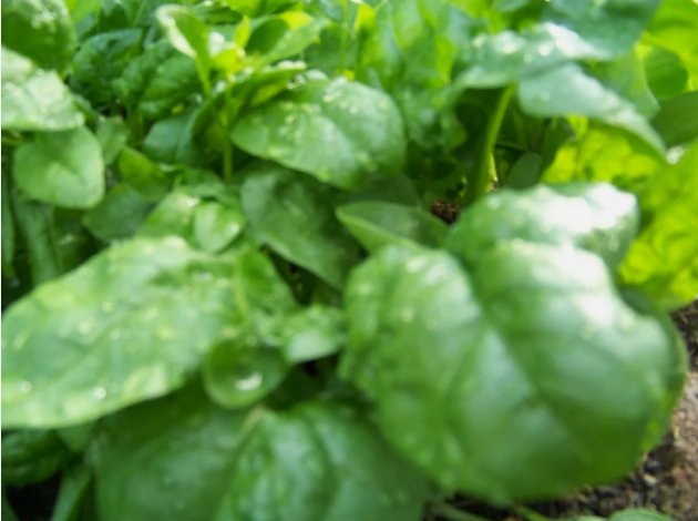 Spinach Bloomsdale Long Standing Vegetable Heirloom 230 Seeds for Garden Planting