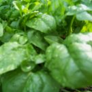 Spinach Bloomsdale Long Standing Vegetable Heirloom 230 Seeds for Garden Planting