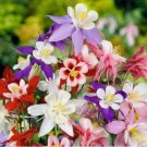 Columbine Mckana Giants Flower Mixed Colors Vegetable Heirloom 300 Seeds for Garden Planting